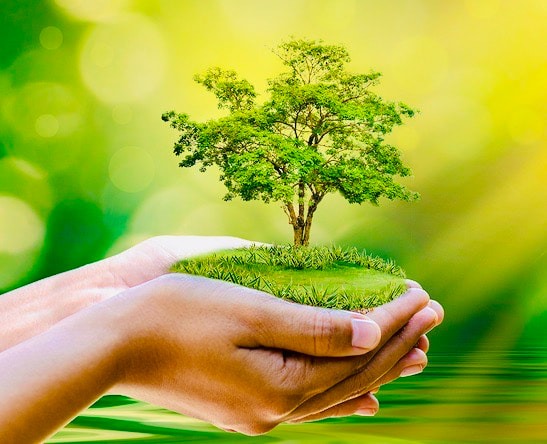 المملكة الخضراء 4-6